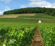 Vintage Report: Burgundy 2015..a beautiful year